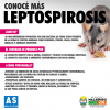 Leptospirosis y Alacranes: Como prevenirnos y actuar